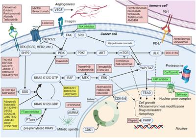 KRAS G12C inhibitor combination therapies: current evidence and challenge